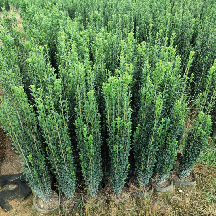 Evergreen hedge for private garden landscaping - low maintenance