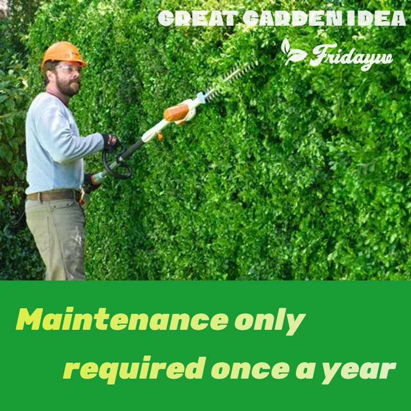 Evergreen hedge for private garden landscaping - low maintenance