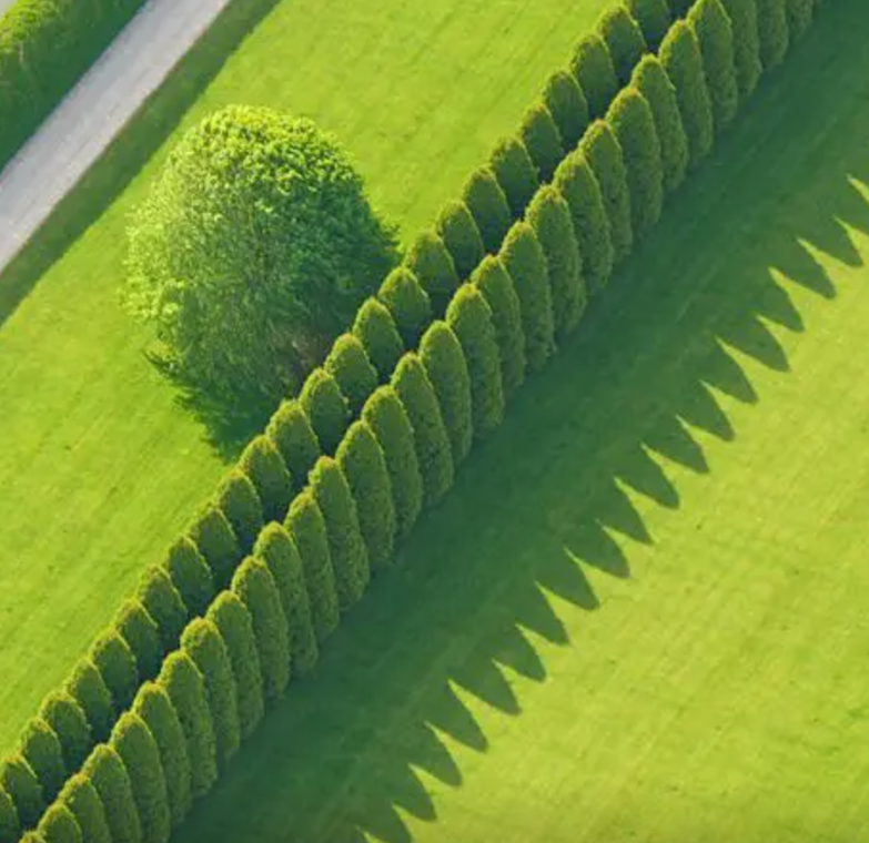Privacy Trees Leyland Cypress🌲