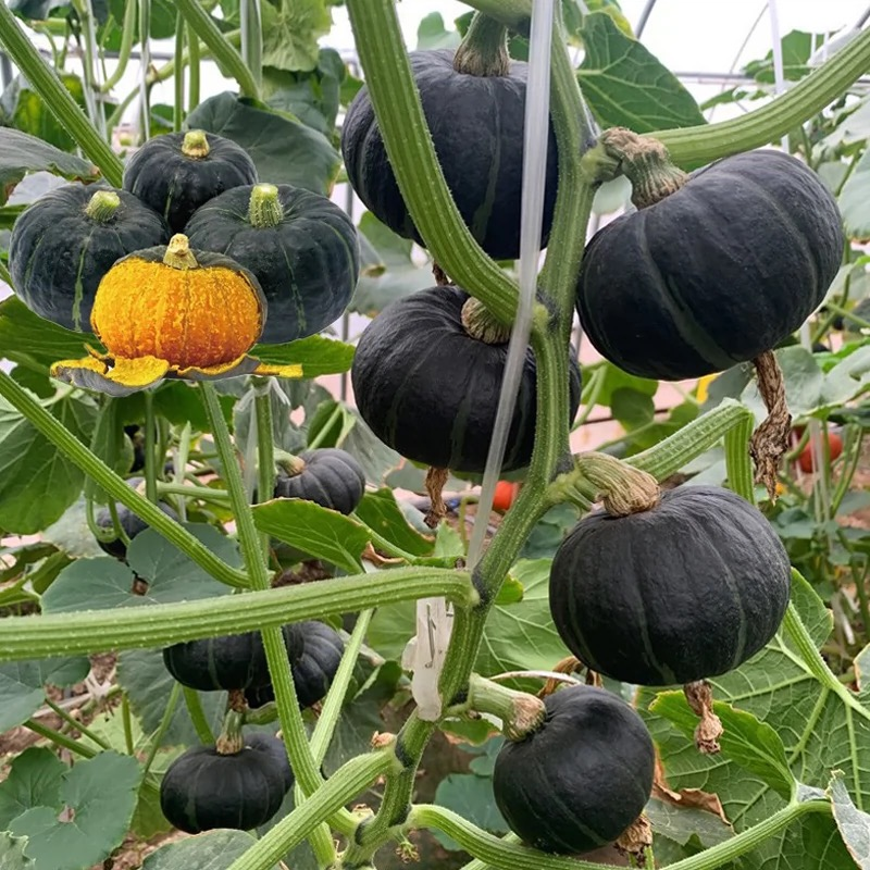 🎃Black Baby Pumpkin Seeds - Delicious & Healthy!