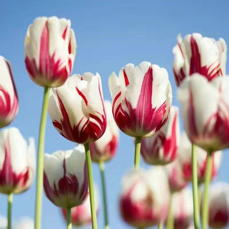 🎉Flash Sale Price🚨Colored Tulip Bulbs