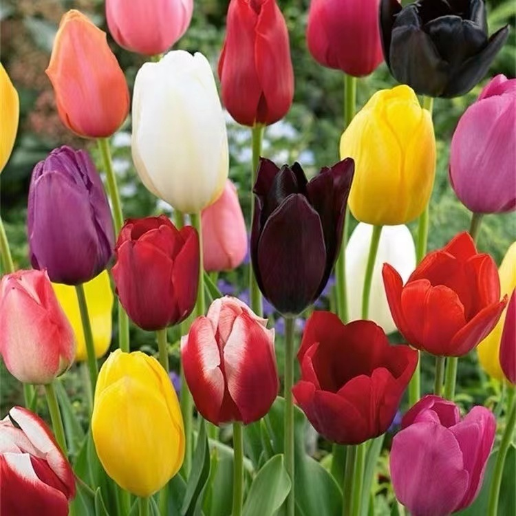 🎉Flash Sale Price🚨Colored Tulip Bulbs