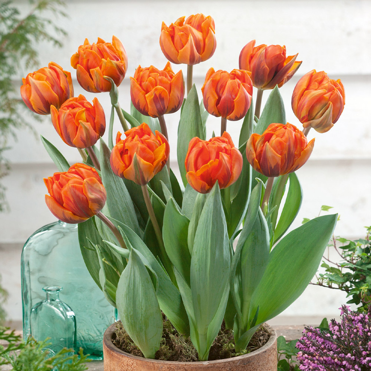 🎉Flash Sale Price🚨Colored Tulip Bulbs