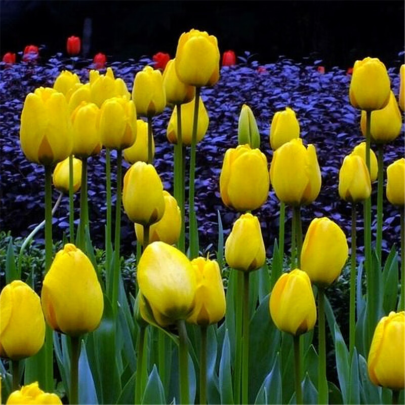 🎉Flash Sale Price🚨Colored Tulip Bulbs