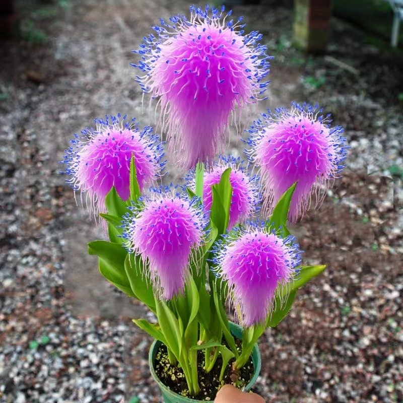 Large Plush Fairy Flowers🧚