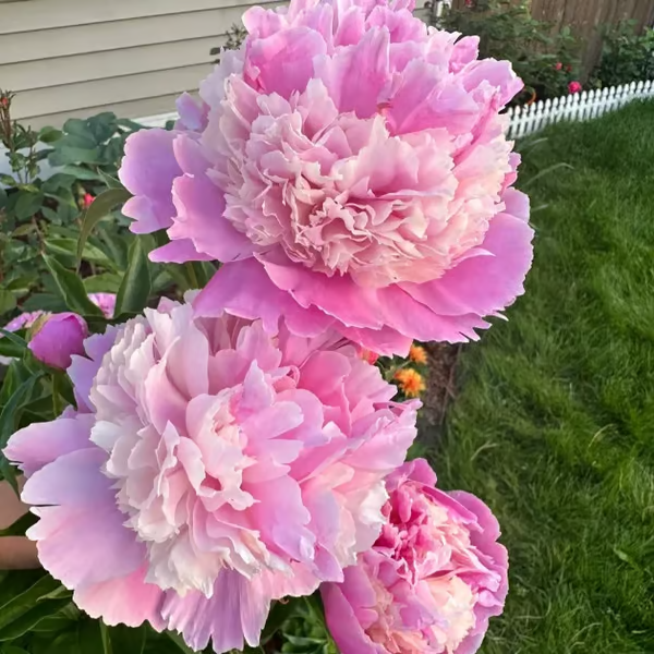 🌺THE QUEEN OF FLOWERS—DOUBLE PEONY