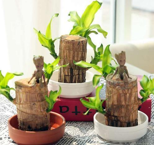 Lucky Brazilian Wood Plant with Pot-- Indoor Desktop Home Decor Purify Air