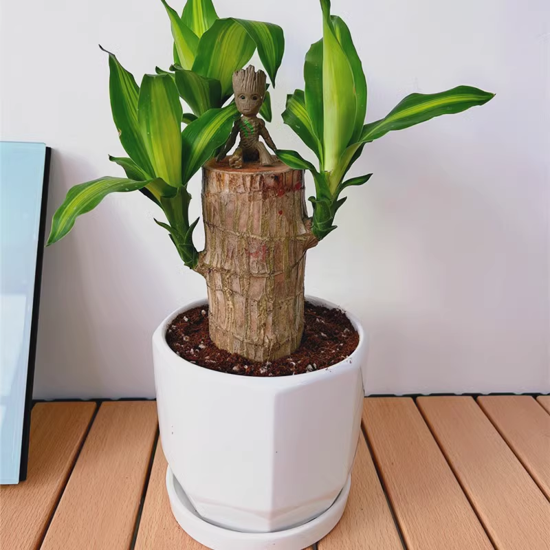 Lucky Brazilian Wood Plant with Pot-- Indoor Desktop Home Decor Purify Air