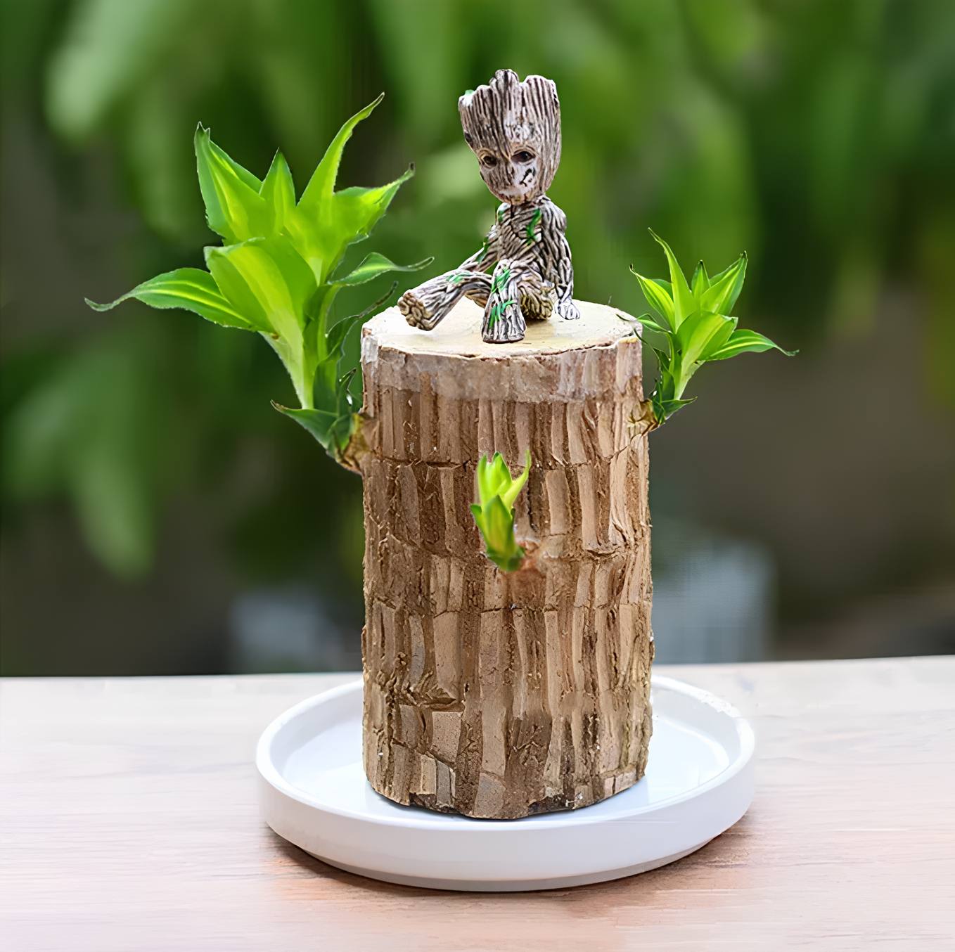 Lucky Brazilian Wood Plant with Pot-- Indoor Desktop Home Decor Purify Air