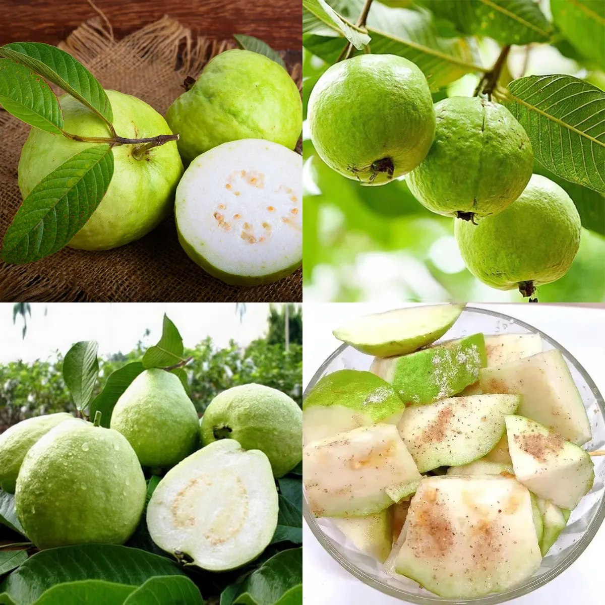 Cream Pearl Guava Seeds