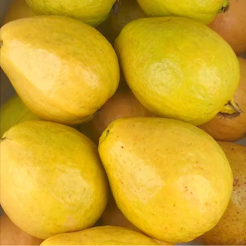 Yellow Lemon Guava Seeds --sour fruit of the sou 