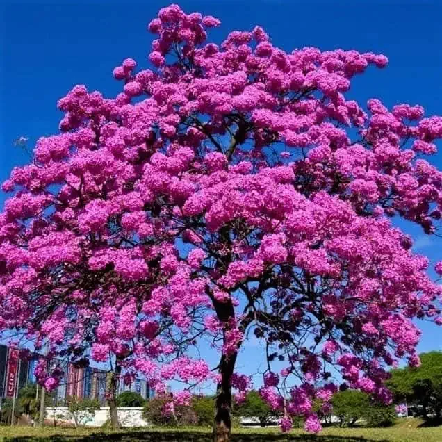 🌸 Trumpet Tree Seeds: Bloom Beauty, Grow Grace! 🌿