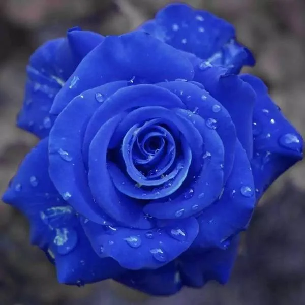 💙BLUE ENCHANTRESS ROSE SEEDS✨Garden Bonsai Miracle