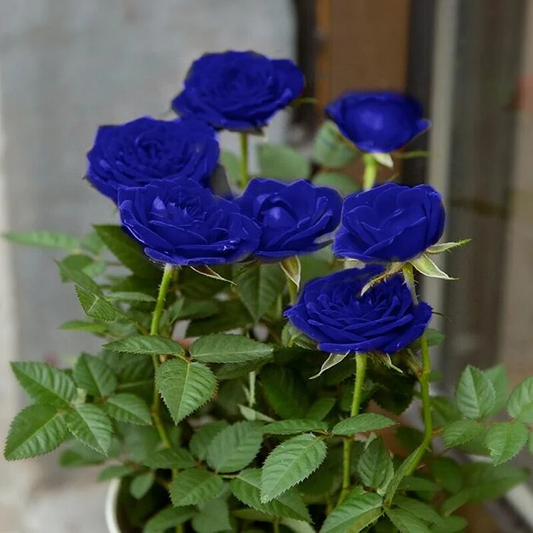 💙BLUE ENCHANTRESS ROSE SEEDS✨Garden Bonsai Miracle