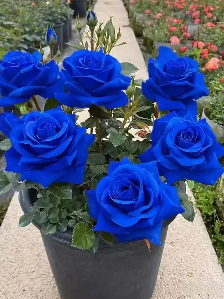 💙BLUE ENCHANTRESS ROSE SEEDS✨Garden Bonsai Miracle