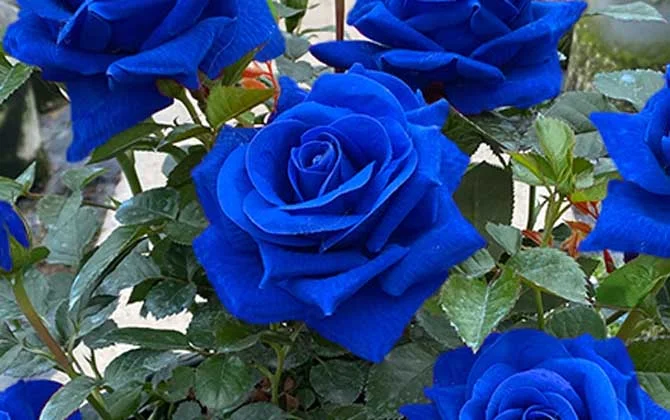 💙BLUE ENCHANTRESS ROSE SEEDS✨Garden Bonsai Miracle
