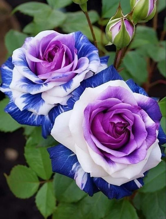 💙BLUE ENCHANTRESS ROSE SEEDS✨Garden Bonsai Miracle