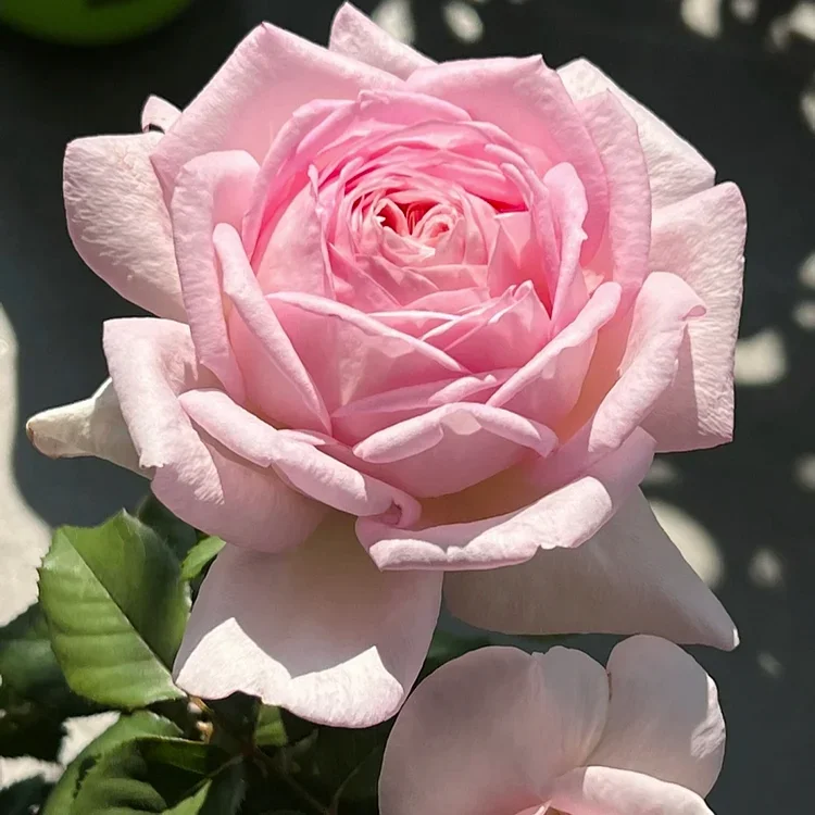 💙BLUE ENCHANTRESS ROSE SEEDS✨Garden Bonsai Miracle