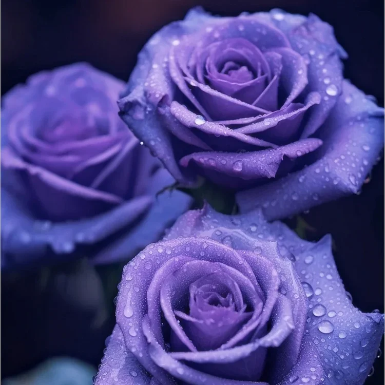 💙BLUE ENCHANTRESS ROSE SEEDS✨Garden Bonsai Miracle