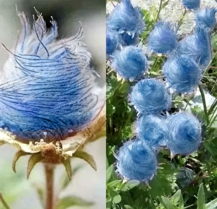 Three Flower Mallow, Prairie Smoke 50 Seeds