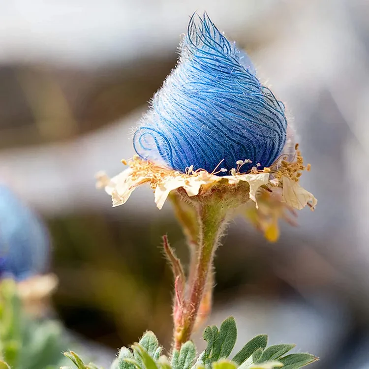 Three Flower Mallow, Prairie Smoke 50 Seeds