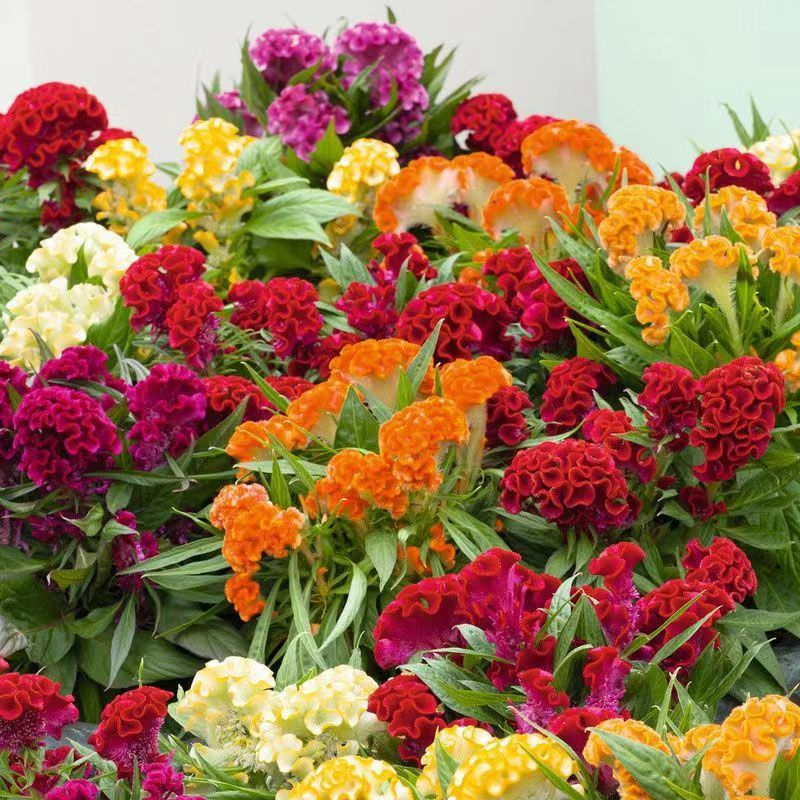 Colorful Cockscomb Seeds-- Easy to grow