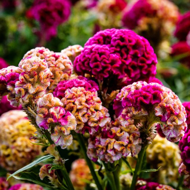 Colorful Cockscomb Seeds-- Easy to grow