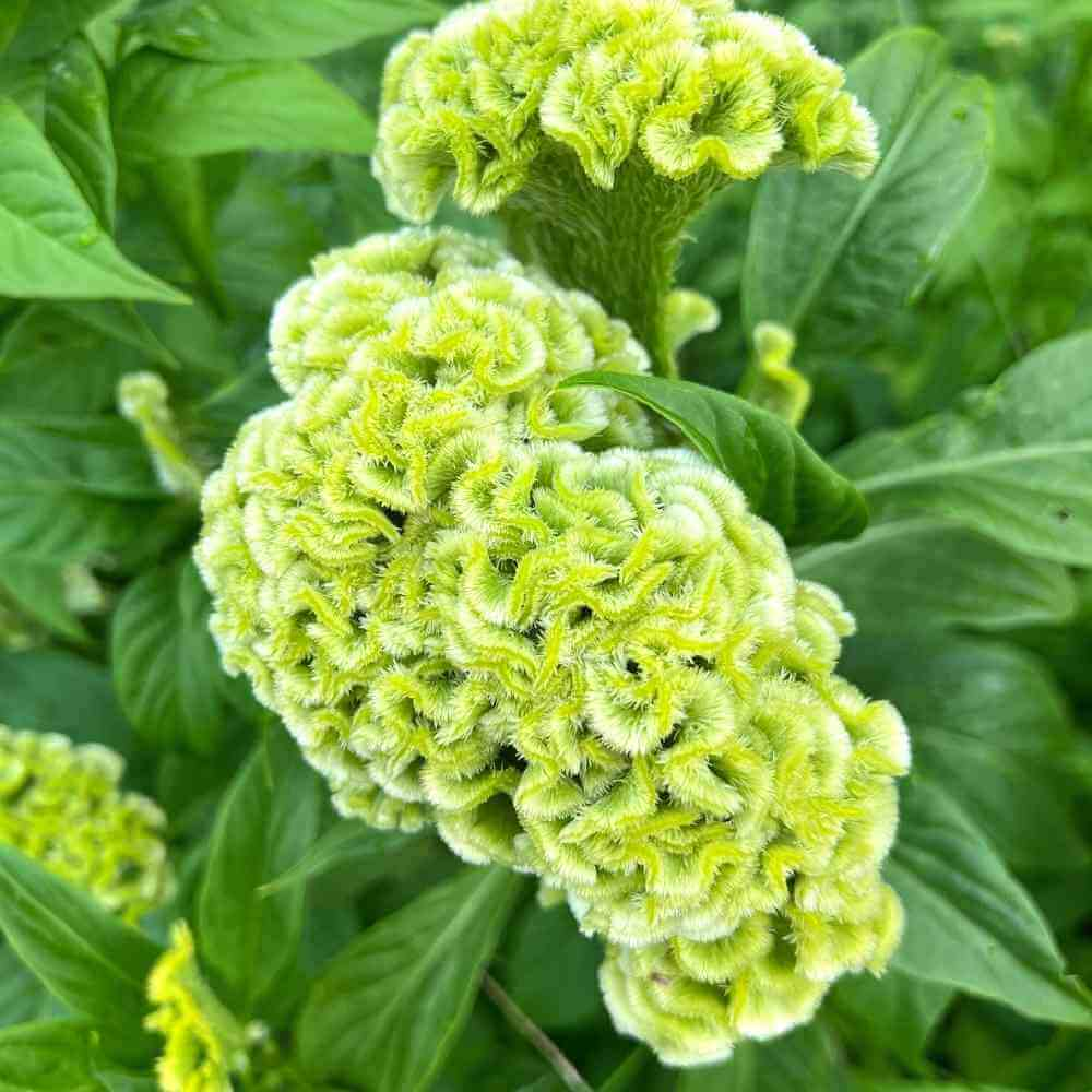 Colorful Cockscomb Seeds-- Easy to grow