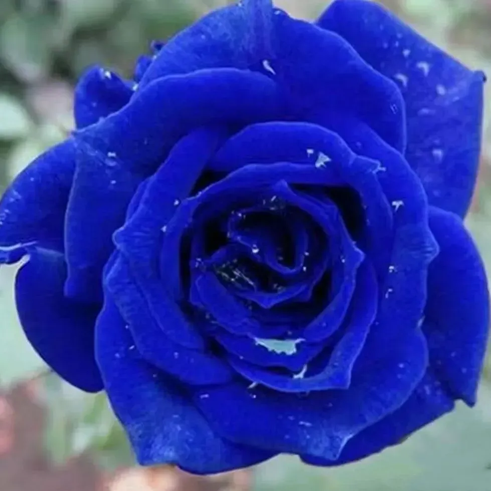 💙Blaue Enchantress Rose Samen✨52% Rabatt