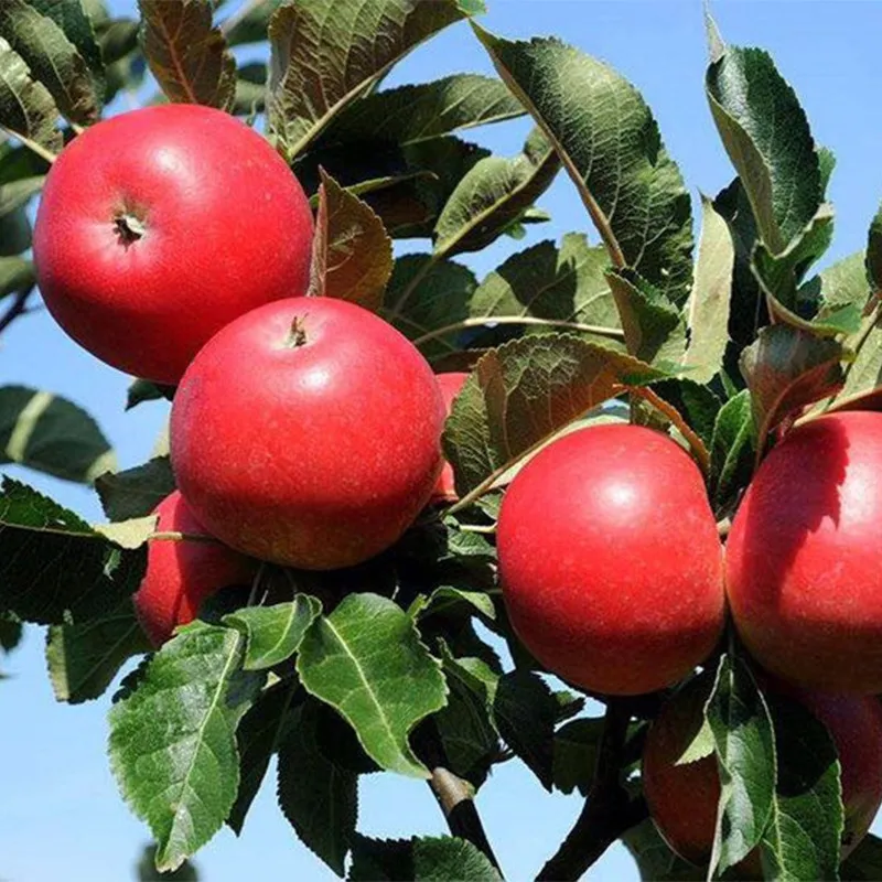 52% OFF🎉Rose Ruby Apple--Plant your own landscape