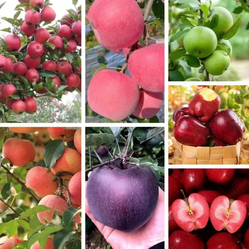 52% OFF🎉Rose Ruby Apple--Plant your own landscape