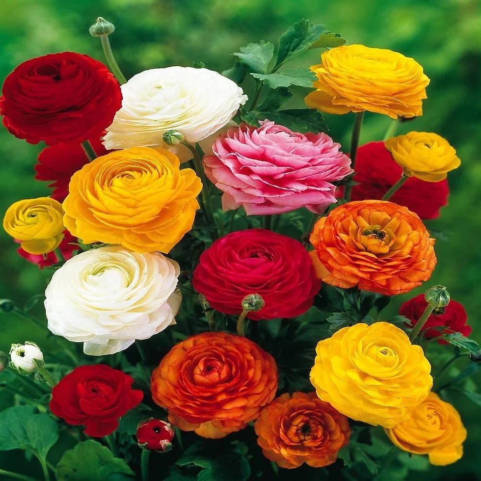 ✨Hot Selling💐Colorful Ranunculus Bulbs