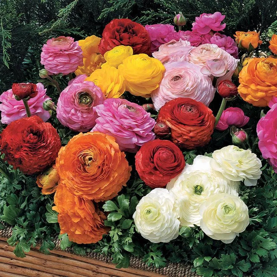 ✨Hot Selling💐Colorful Ranunculus Bulbs