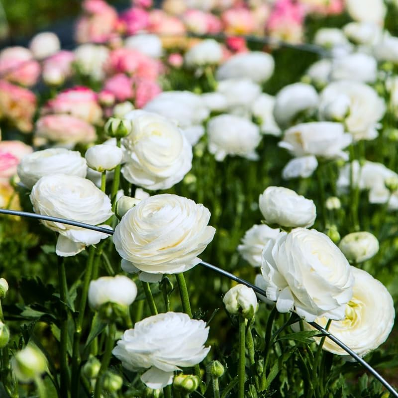 ✨Hot Selling💐Colorful Ranunculus Bulbs