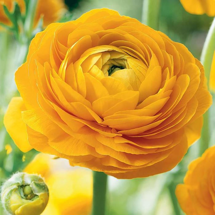 ✨Hot Selling💐Colorful Ranunculus Bulbs