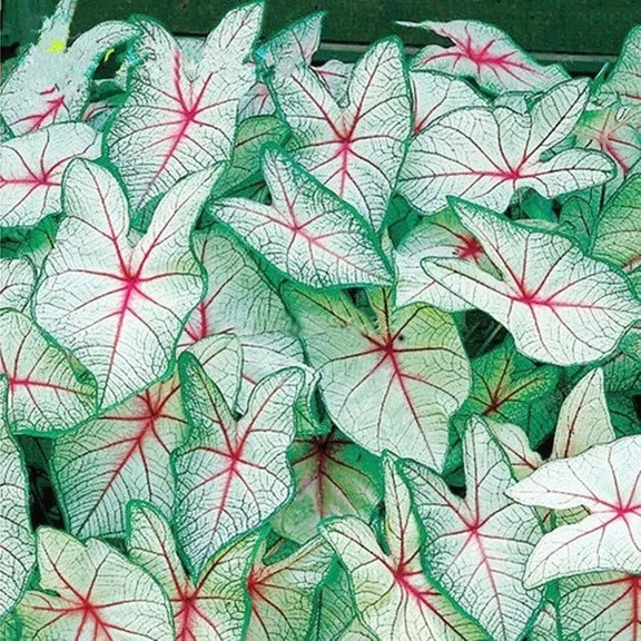Painted Leaf Begonia Seeds 