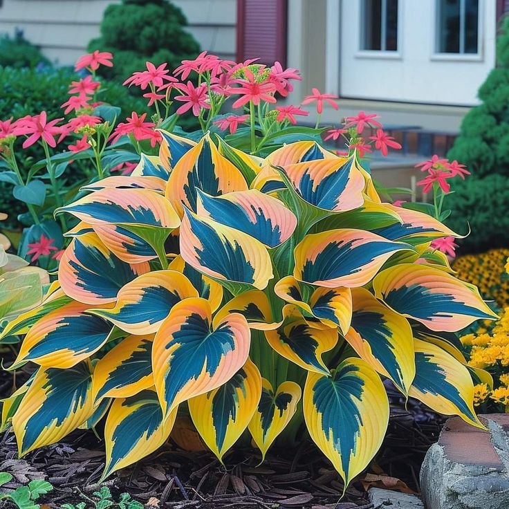 🌿 Hosta Seeds – Lush Foliage for a Stunning Shade Garden! 🌿
