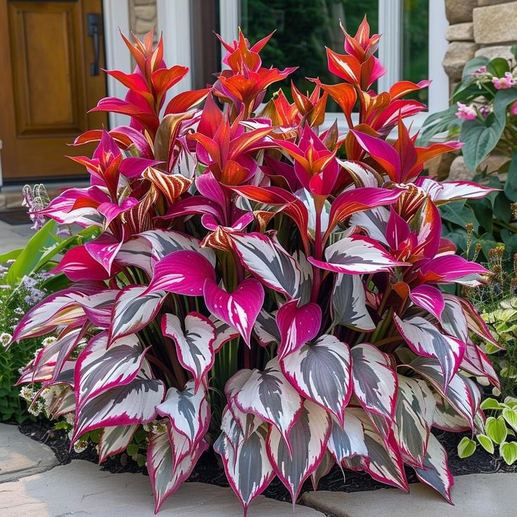 🌿 Hosta Seeds – Lush Foliage for a Stunning Shade Garden! 🌿