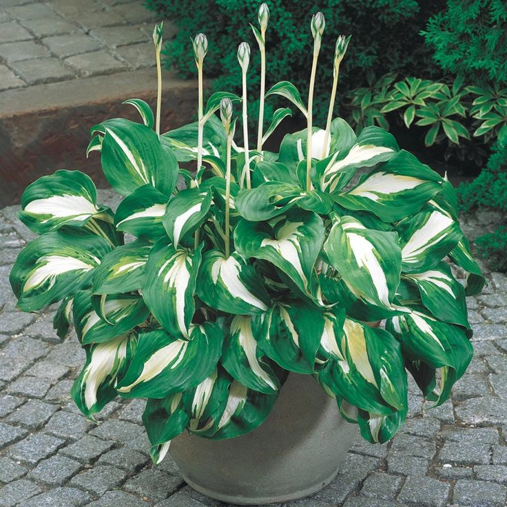 🌿 Hosta Seeds – Lush Foliage for a Stunning Shade Garden! 🌿