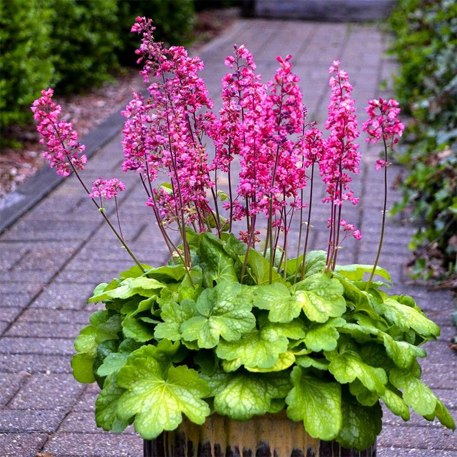 Heuchera Seeds Coral Bells