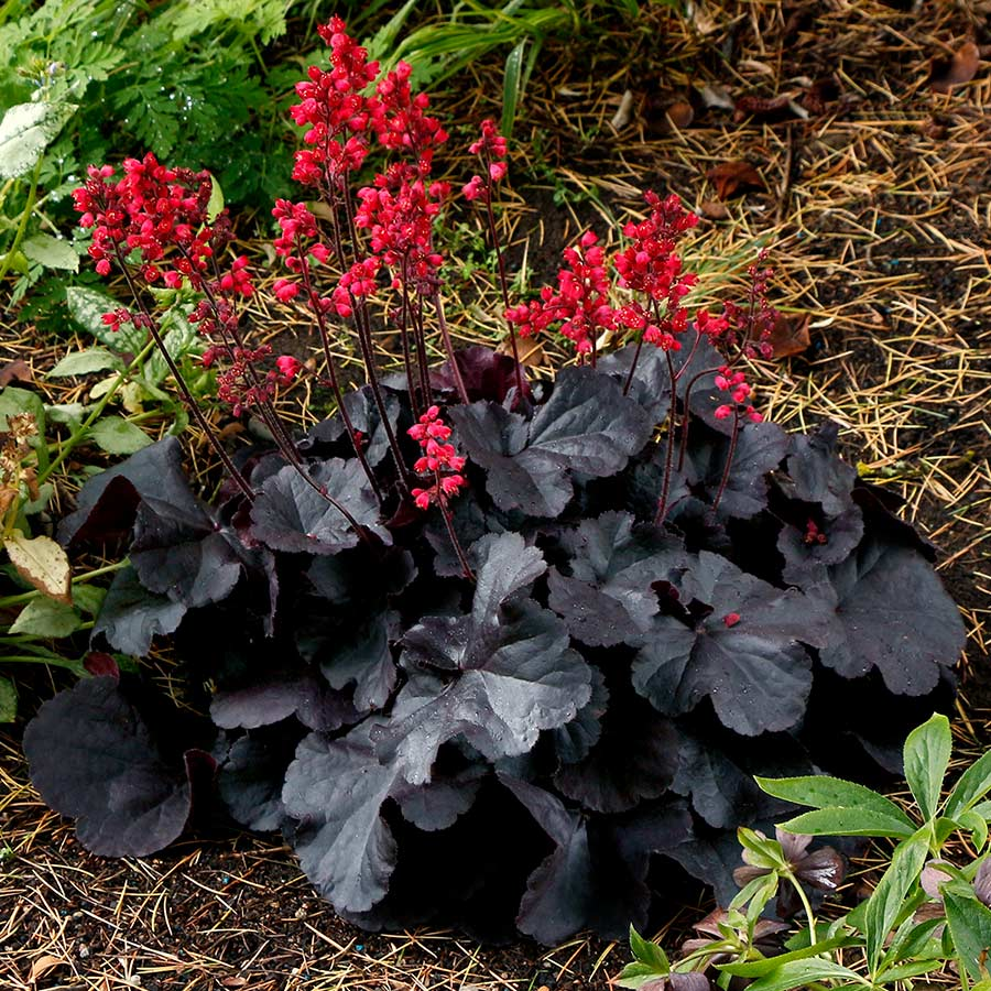 Heuchera Seeds Coral Bells