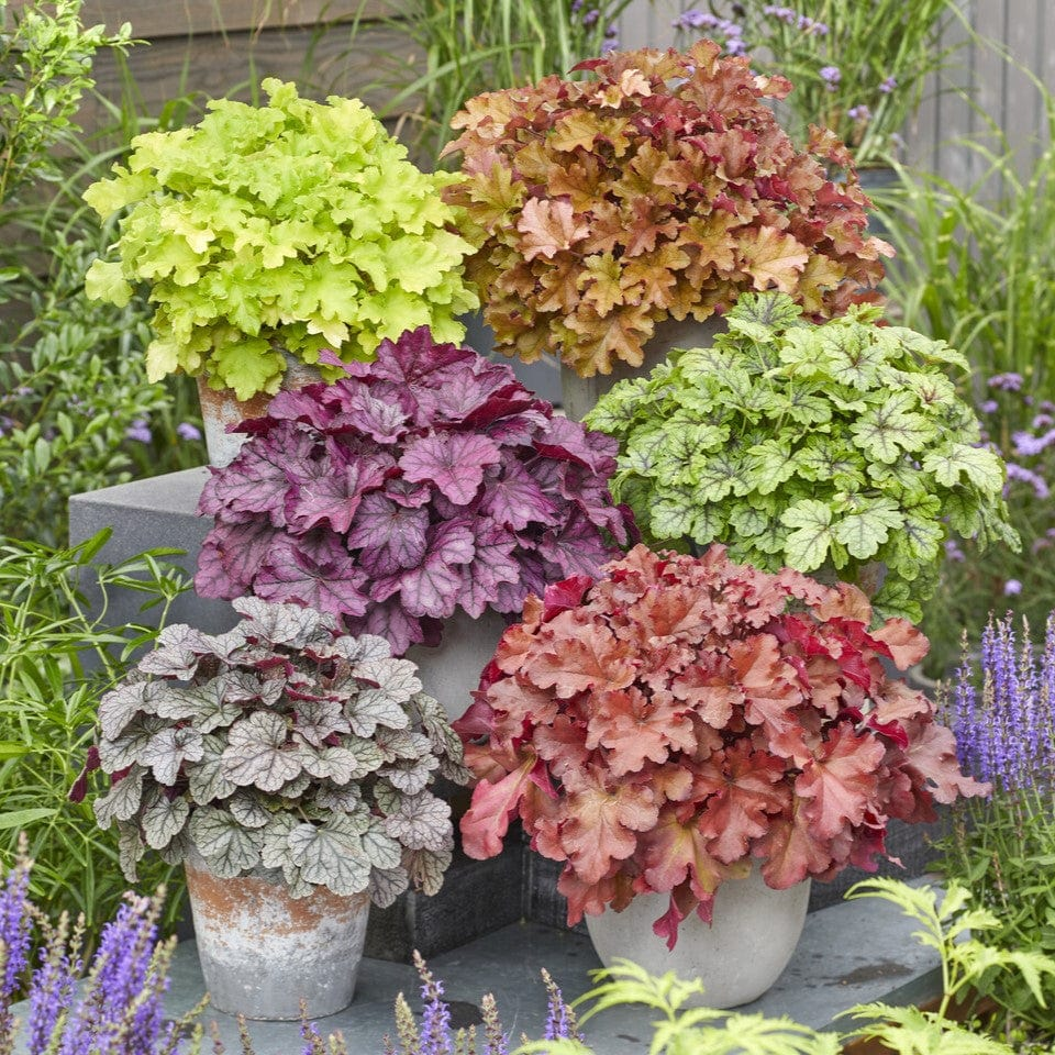 Heuchera Seeds Coral Bells