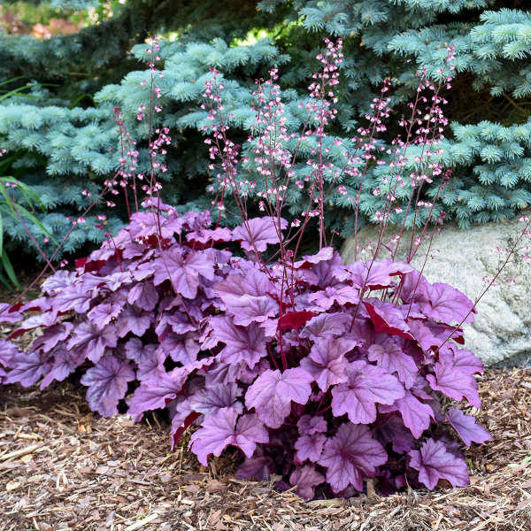 Heuchera Seeds Coral Bells