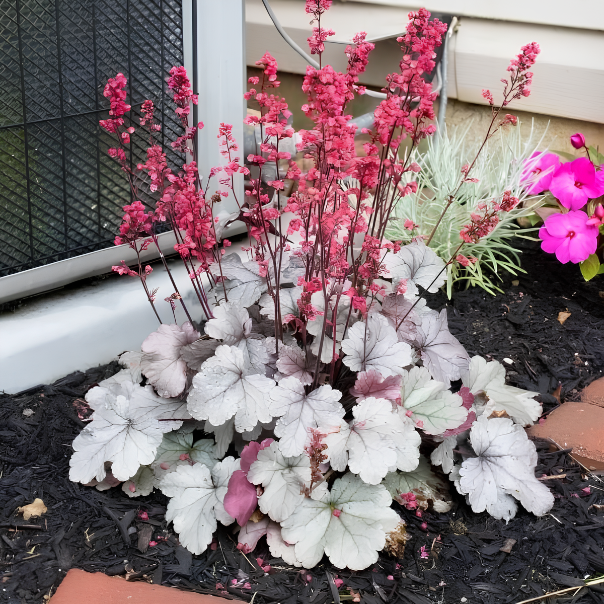 Heuchera Seeds Coral Bells