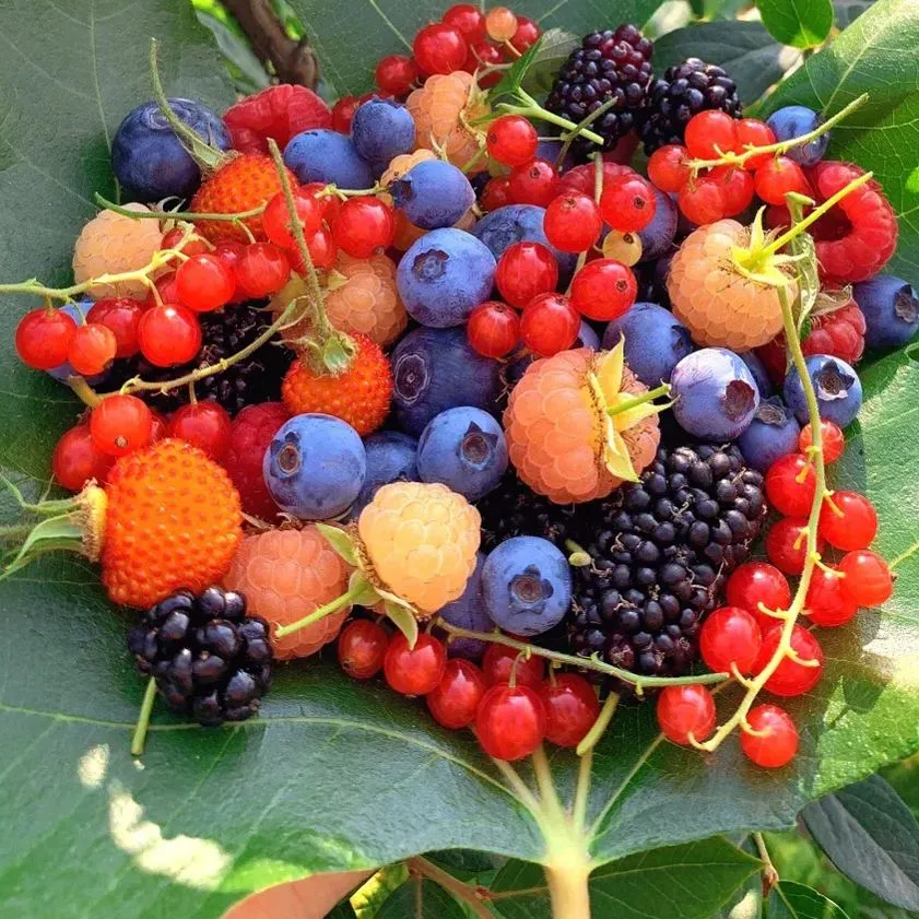 Fruits