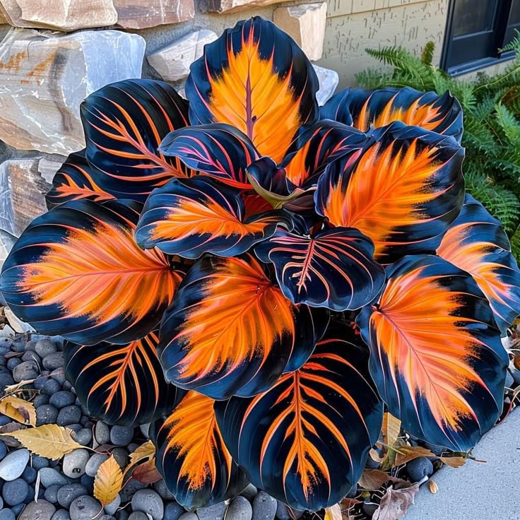 Premium Calathea Seeds