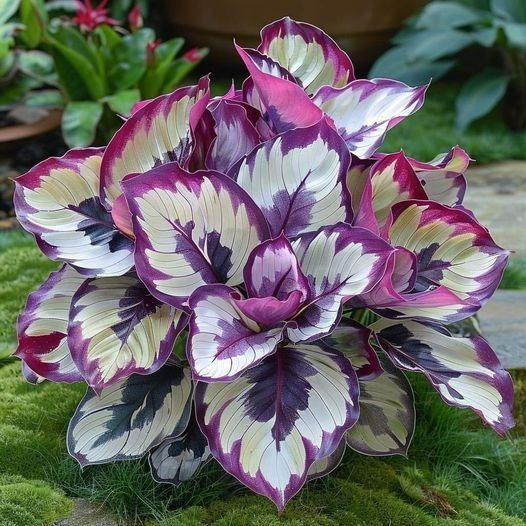 Premium Calathea Seeds