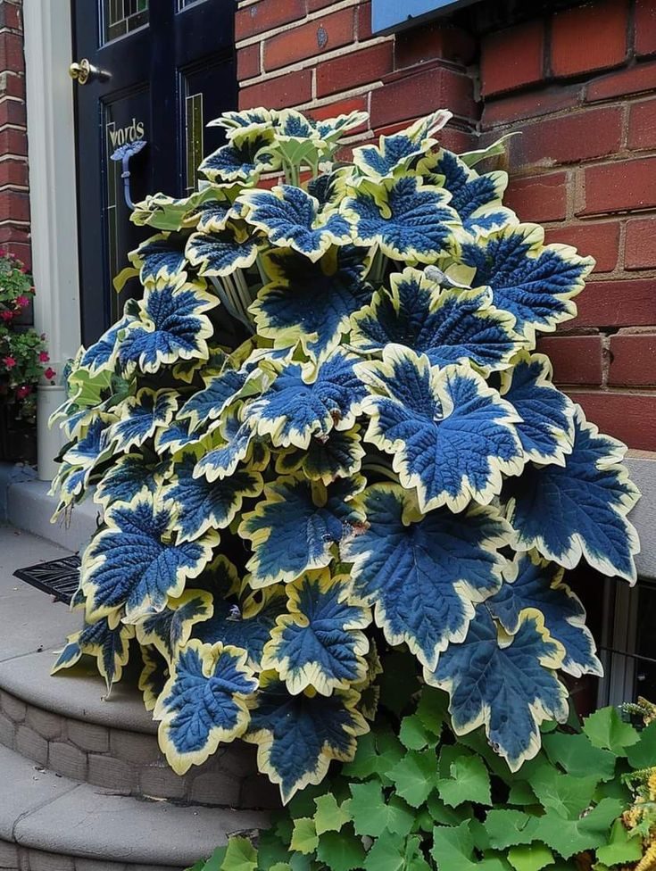 Coleus