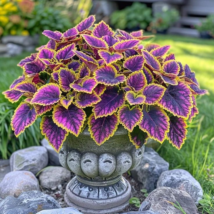 Coleus
