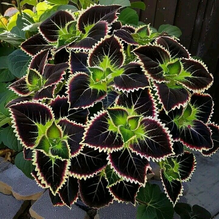 Coleus